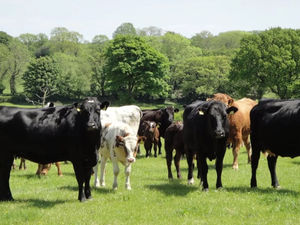 Supporting image for story: New case of bluetongue virus in Shropshire confirmed at county farm