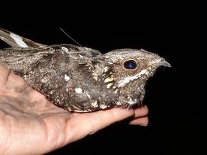 Supporting image for story: European nightjars more active during moonlit nights, research shows
