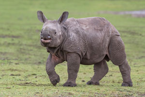 Inesh is six months old and very inquisitive