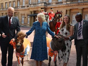 Supporting image for story: Camilla feeds donkeys and horses while hosting equine charity reception