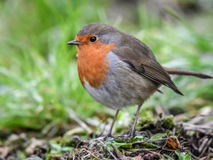 Supporting image for story: Migratory birds ‘disperse seeds in wrong direction to cope with climate change’
