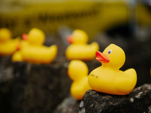 Supporting image for story: Here's how hordes of rubber ducks raised thousands of pounds for good causes