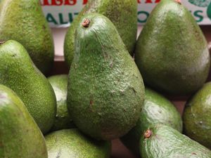 Supporting image for story: Avocados getting smashed by climate change, report warns