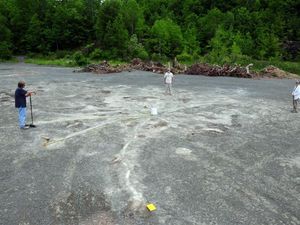 Supporting image for story: ‘World’s oldest forest’ found in abandoned quarry