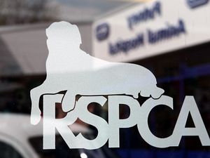 Supporting image for story: Fake RSPCA inspector tries to gain entry to Whitchurch property