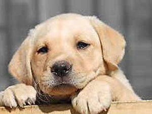 Supporting image for story: Top dog! Labrador retriever is Shropshire's best friend