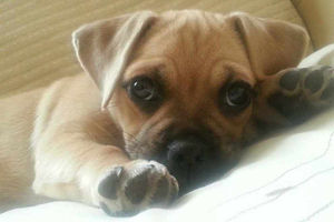 Coco lounging about at home in Darlaston, taken by Joanne Brookes