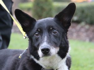 Supporting image for story: Peter Rhodes on dogs acting like wolves, a Groundhog Day life and a sales pitch for Novichok