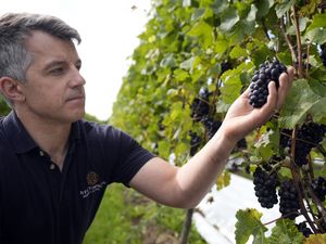 Supporting image for story: Vineyard optimistic for ‘top-quality vintage’ as earliest harvest begins