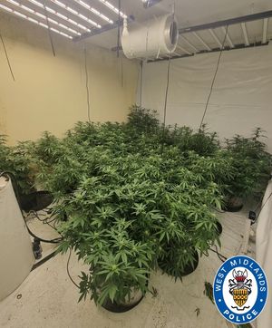 The cannabis plants found inside a flat in Hamstead House