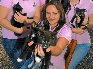 Supporting image for story: Plea for cats to be rehomed
