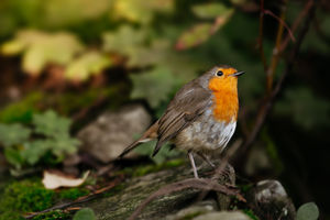 Dorothy Clive Garden near Market Drayton open weekend. In Picture: A Robin bird