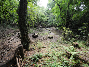 Supporting image for story: Dudley Council agrees to buy back Saltwell’s Nature Reserve