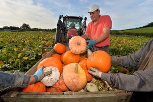 Around 50,000 pumpkins and squash will be harvested