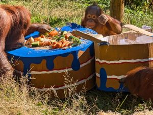 Supporting image for story: A very apey birthday for Dudley Zoo's orangutans who celebrated turning three