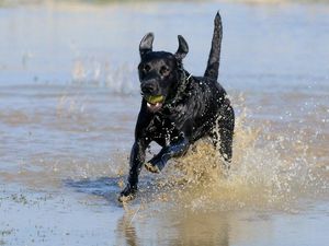 Supporting image for story: Puberty can be a ruff time for dogs too – study