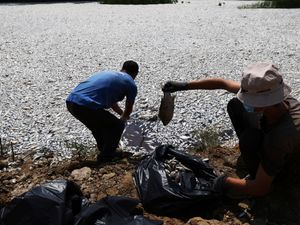 Supporting image for story: Millions of dead fish clog bay in die-off linked to climate change