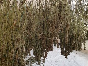 Supporting image for story: 150 cannabis plants found by police in Willenhall