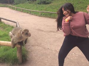 Supporting image for story: Monkey see, monkey chase