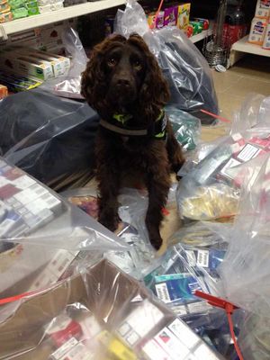 Yoyo was one of two sniffer dogs involved in the raid