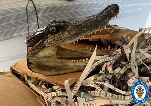A close-up of one of the alligator heads