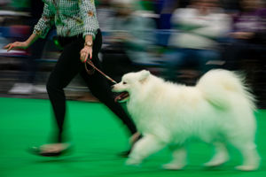 A Samoyed on show at the Birmingham National Exhibition Centre (NEC) during the third day of the Crufts Dog Show. PA Photo. Issue date: Saturday March 7, 2020. See PA story ANIMALS Crufts. Photo credit should read: Jacob King/PA Wire.