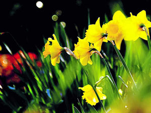 Supporting image for story: Horticulture fans ready Shropshire for floral contest