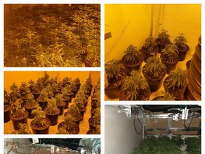 Supporting image for story: Police seize 160 cannabis looking "Christmas trees" in West Bromwich