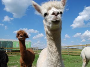 Supporting image for story: Animal adoption scheme set up to support Park Hall Farm