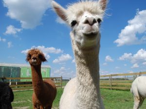 Supporting image for story: Animal adoption scheme set up to support Park Hall Farm