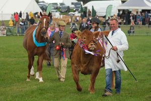 The grand parade of livestock thrilled the crowds before Mojo Vine (Limousin), exhibited by A Jones, Ledbury was selected as the show champion. Image by Andy Compton