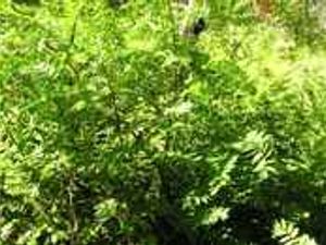 Supporting image for story: Get happy with shrubs!