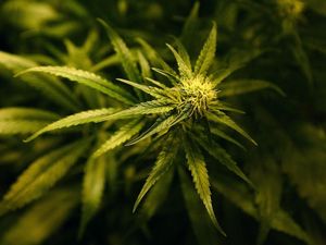 Supporting image for story: Cannabis helps control and prevent intestine inflammation in mice, study finds