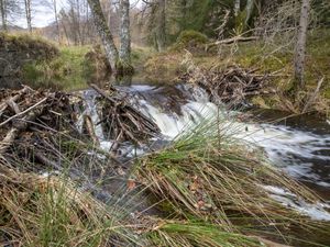 A beaver dam during a period of high flow