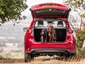 Supporting image for story: Driving with a dog in the car makes motorists more cautious and less stressed