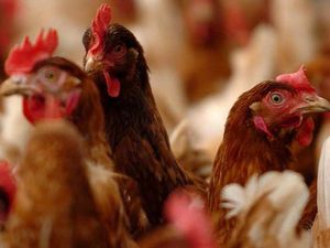 Supporting image for story: High Court appeal over chicken farm near Bridgnorth 