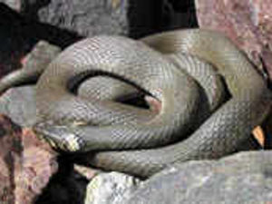 Supporting image for story: Dog biten by Chase snake