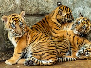 Supporting image for story: Polish zoo celebrates birth of four Sumatran tiger cubs