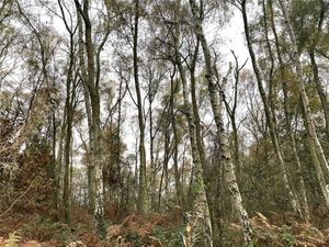 The woodland in Hopton near Hodnet that is for sale. Picture: Rightmove/Berrys.