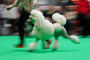 The NEC is preparing to host Crufts again this year