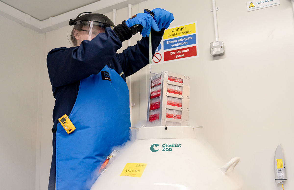 Chester Zoo joins pioneering global partnership to help save endangered species - storing living cells