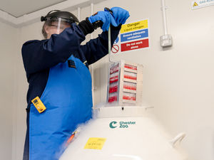 Supporting image for story: Chester Zoo joins pioneering global partnership to help save endangered species - storing living cells