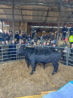 Cattle from the commercial suckler herd sold on Saturday.