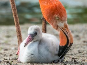 Supporting image for story: Watch as fluffy flamingo chicks learn to swim at Oregon Zoo
