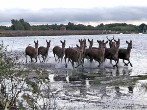 Supporting image for story: Oh deer, Chase is on