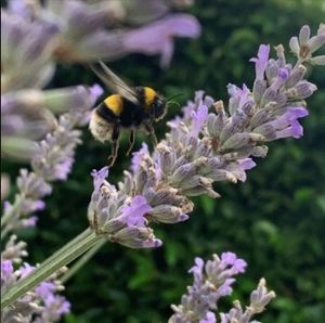 Ellie's winning picture, captured on her iPhone