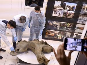 Supporting image for story: Baby mammoth preserved for 50,000 years is unveiled in Siberia