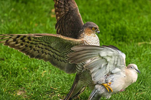Supporting image for story: Stunning pictures show sparrowhawk taking down its prey in Shropshire