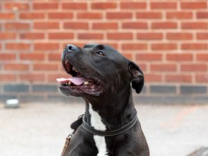 Supporting image for story: Tennis ball-loving dog saved after swallowing two during game of fetch