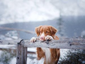 Supporting image for story: Tips for pet safety on winter walks